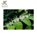 Polygonum cuspidatum extracto de knotweed gigante 98% emodina